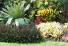 Harcourttropical-landscaping-9.jpg; ?>
